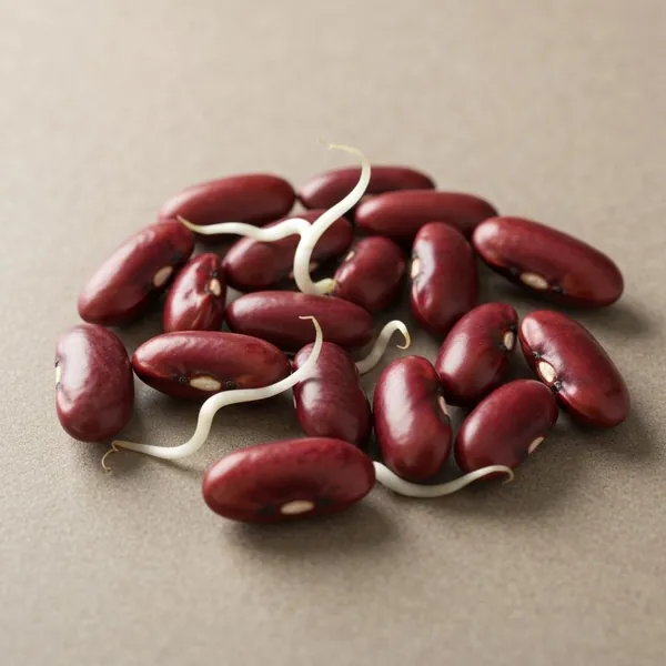 Bean, red kidney, whole, dried, sprouted
