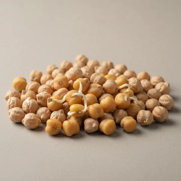 Chickpea / Garbanzo bean, whole, dried, sprouted