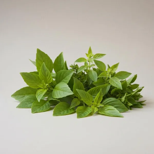 Herb, basil, Thai, fresh
