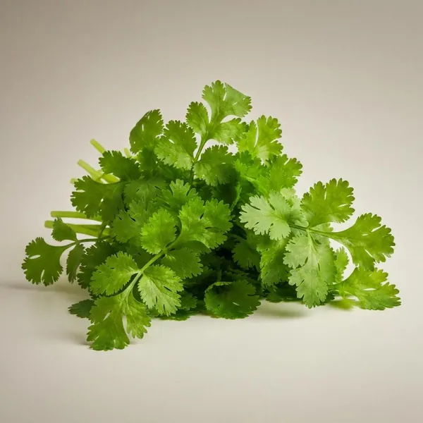 Herb, coriander / cilantro, fresh