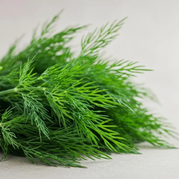 Herb, dill, fresh