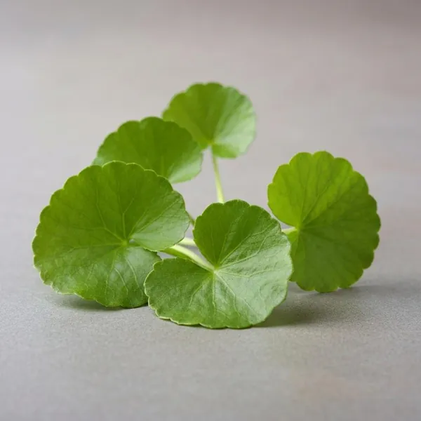 Herb, gotukala / gotu kola, fresh