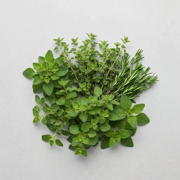 Herb, oregano, fresh