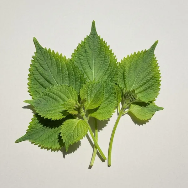 Herb, perilla, fresh