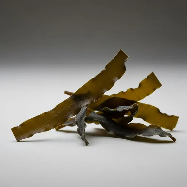 Kombu / Kelp, dried
