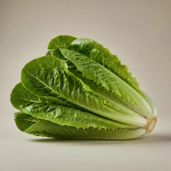 Lettuce, cos / romaine, raw