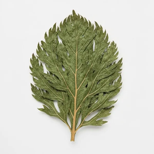 Saltbush, leaf, dried
